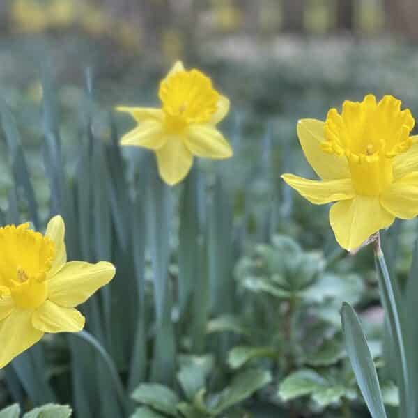 Three yellow daffodils stand tall on a green background
