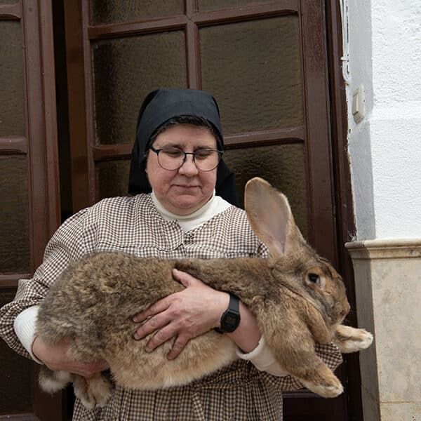 ‘We have to protect creation’: At Spanish convent, Franciscan sisters breed rare giant rabbit