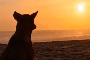 Dog gazes at the sun while sitting on the beach