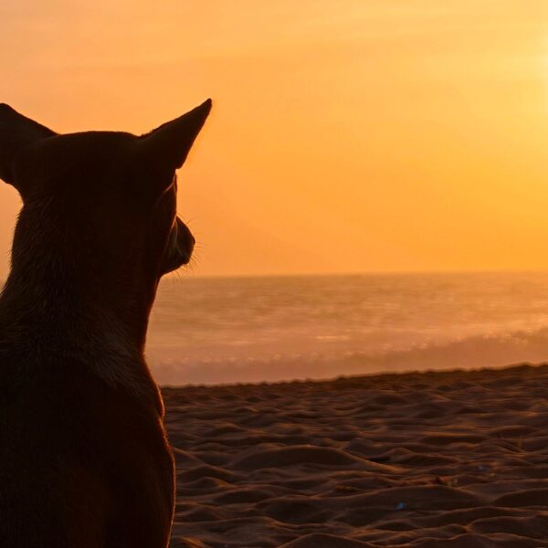Dog gazes at the sun while sitting on the beach