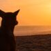 Dog gazes at the sun while sitting on the beach