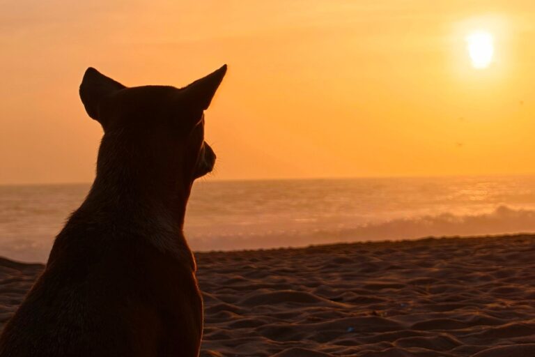 Dog gazes at the sun while sitting on the beach